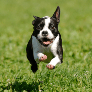 Transforming Life with Dogs: Recallers Video Contest 2025 Grand Finale