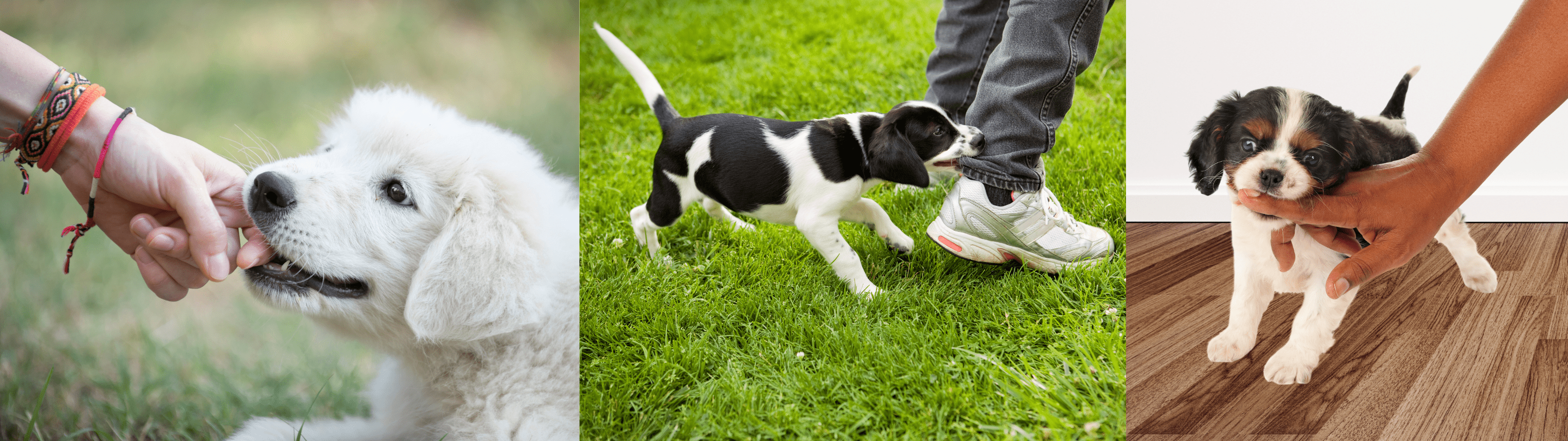 How to Stop Puppy Biting: The Positive, Proven Way I Teach All My  PuppiesSusan Garrett's Dog Training Blog