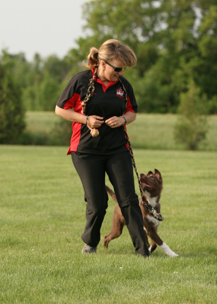 how do you stop a dog from pulling